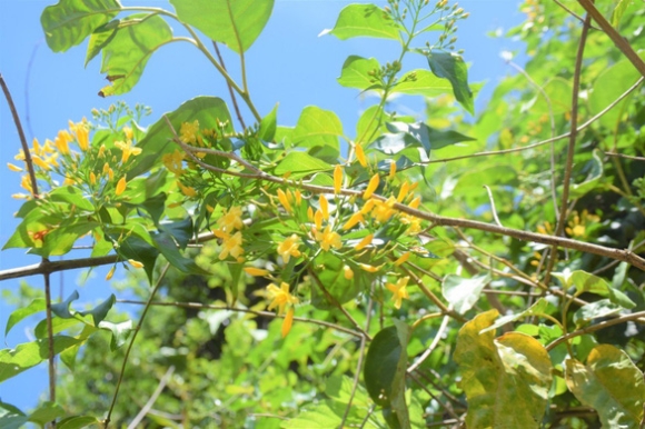 1 Cai Nhau Anh 16 Tuoi Va Em Gai 14 Tuoi Cung An La Ngon Tu Vong