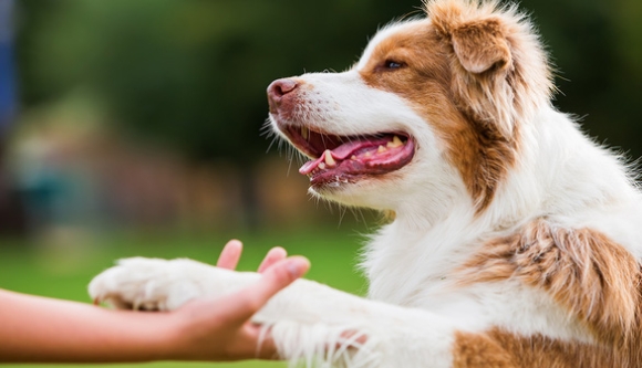 1 Phap Thong Qua Luat Bo Tu Nguoi Nguoc Dai Dong Vat