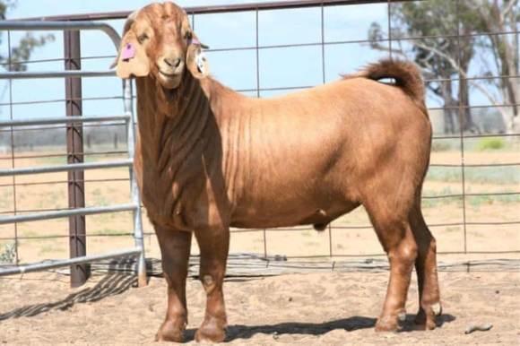 1 Con De Phong Cach Dep Trai O Uc Duoc Ban 343 Trieu Dong