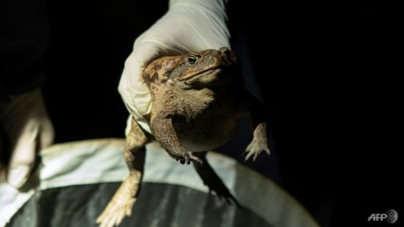 1 Coc Mia Co Doc Xam Lan Dai Loan