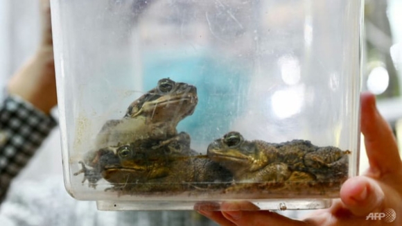 2 Coc Mia Co Doc Xam Lan Dai Loan