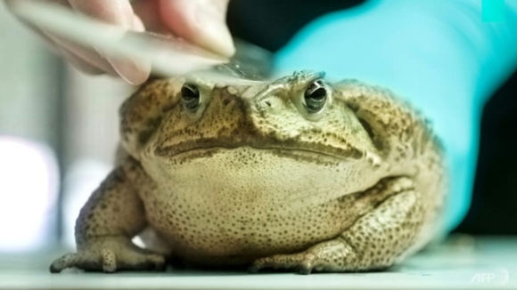 3 Coc Mia Co Doc Xam Lan Dai Loan