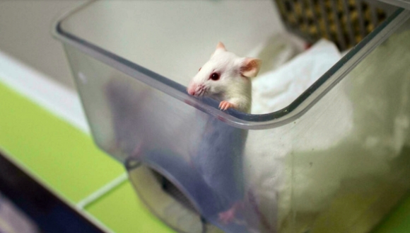 1 Dai Loan Bat Ngo Co Ca Nhiem Cong Dong Sau Nhieu Tuan Nghi Chuot Lay