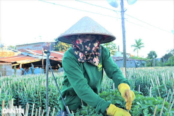 1 Nha Vuon De Dat Trong Cuc Nom Nop Lo Dich Khien Nguy Co Mat Tet