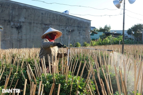 2 Nha Vuon De Dat Trong Cuc Nom Nop Lo Dich Khien Nguy Co Mat Tet