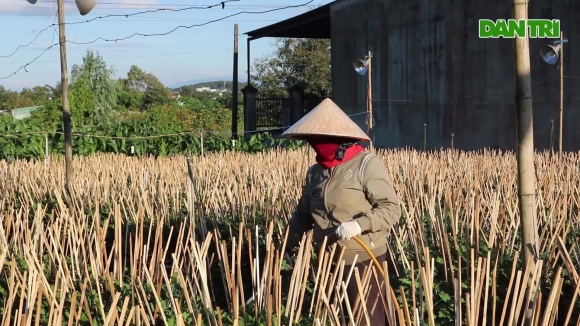 3 Nha Vuon De Dat Trong Cuc Nom Nop Lo Dich Khien Nguy Co Mat Tet