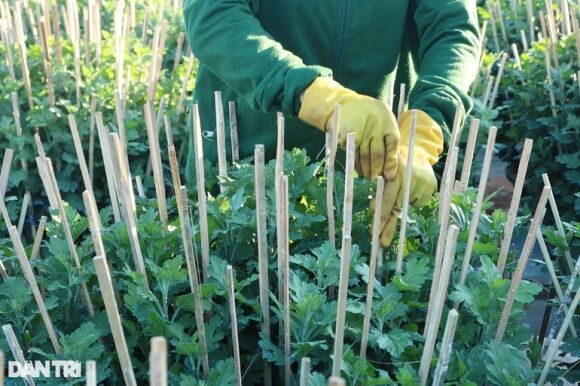 5 Nha Vuon De Dat Trong Cuc Nom Nop Lo Dich Khien Nguy Co Mat Tet