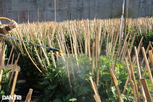 6 Nha Vuon De Dat Trong Cuc Nom Nop Lo Dich Khien Nguy Co Mat Tet