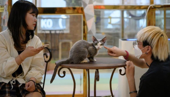 1 Canh Bao Nhieu Vu Chay Nha Do Thu Cung