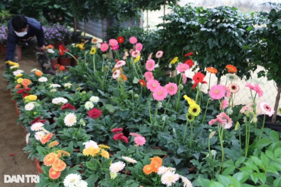 10 Hoa Tet Tran Ngap Cac Nha Vuon O Nghe An Nhung Vang Khach Mua Hang