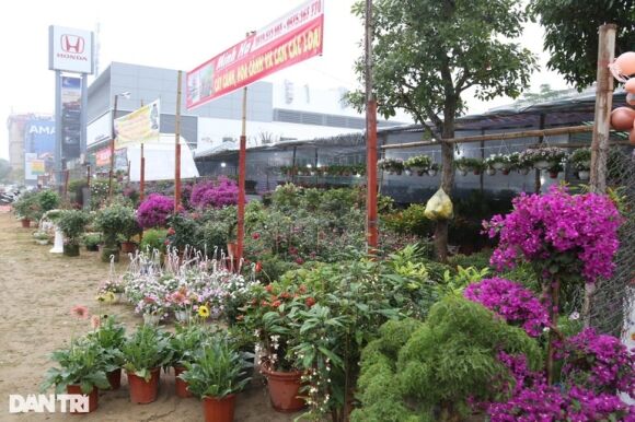 1 Hoa Tet Tran Ngap Cac Nha Vuon O Nghe An Nhung Vang Khach Mua Hang