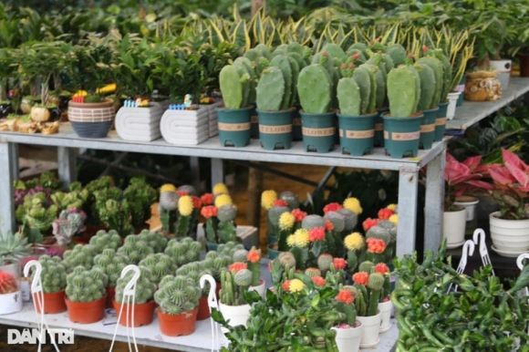 6 Hoa Tet Tran Ngap Cac Nha Vuon O Nghe An Nhung Vang Khach Mua Hang