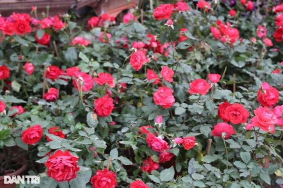 8 Hoa Tet Tran Ngap Cac Nha Vuon O Nghe An Nhung Vang Khach Mua Hang