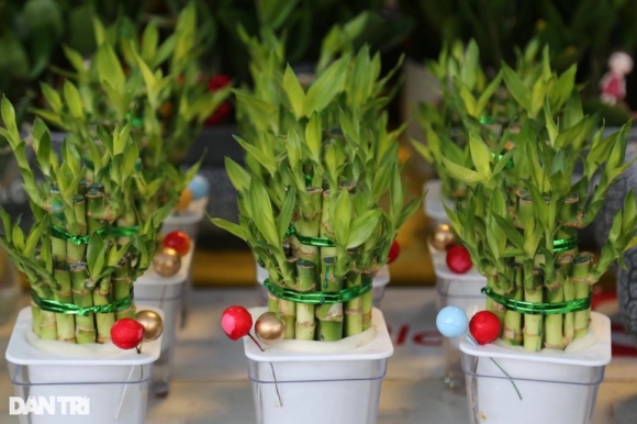 9 Hoa Tet Tran Ngap Cac Nha Vuon O Nghe An Nhung Vang Khach Mua Hang