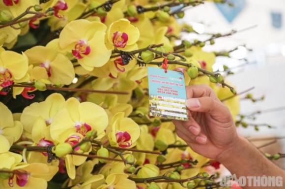 3 Chau Lan Ho Diep Khong Lo Gay Sot Voi Gia Hon 860 Trieu O Ha Noi