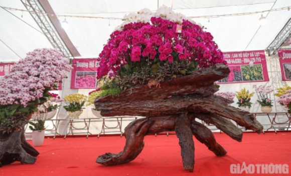 4 Chau Lan Ho Diep Khong Lo Gay Sot Voi Gia Hon 860 Trieu O Ha Noi