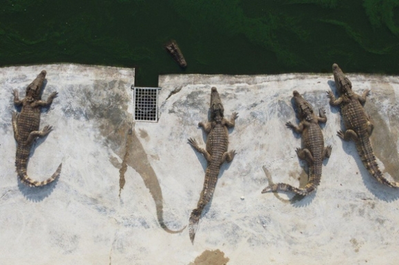 1 Thit Heo Tang Gia Nguoi Thai Lan Chuyen Sang An Ca Sau