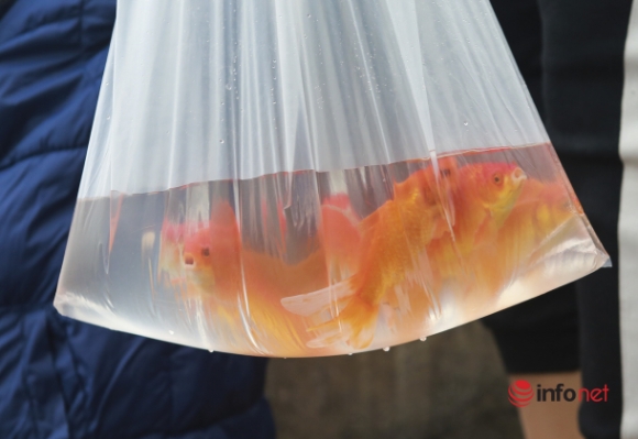 8 Nguoi Dan Ra Ho Tay Cau Long Bien Tha Ca Chep Tien Ong Tao