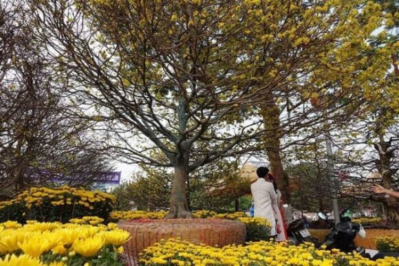 10 Noi Nhat Mien Tay Cay Mai 100 Tuoi Cao Hon 5m Het Gia 7 Ty Dong