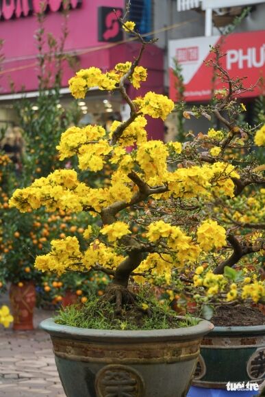 2 Mai Tet O Ha Noi Chua Nam Nao Vang Khach Nhu Nam Nay Nguoi Ban Lo Lo