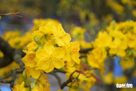 3 Mai Tet O Ha Noi Chua Nam Nao Vang Khach Nhu Nam Nay Nguoi Ban Lo Lo