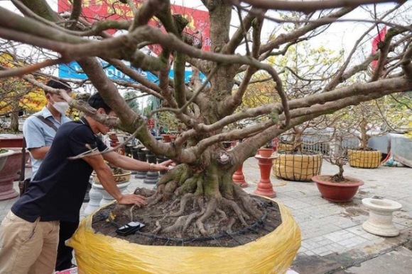 3 Noi Nhat Mien Tay Cay Mai 100 Tuoi Cao Hon 5m Het Gia 7 Ty Dong