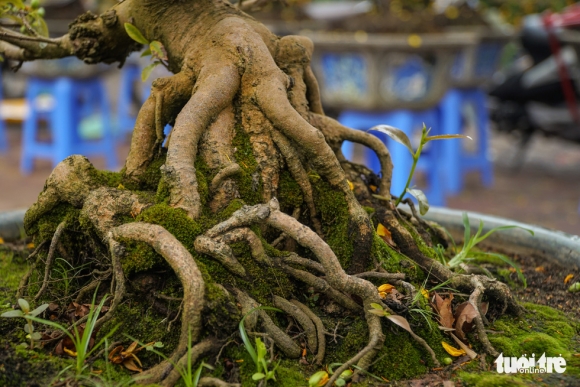 4 Mai Tet O Ha Noi Chua Nam Nao Vang Khach Nhu Nam Nay Nguoi Ban Lo Lo