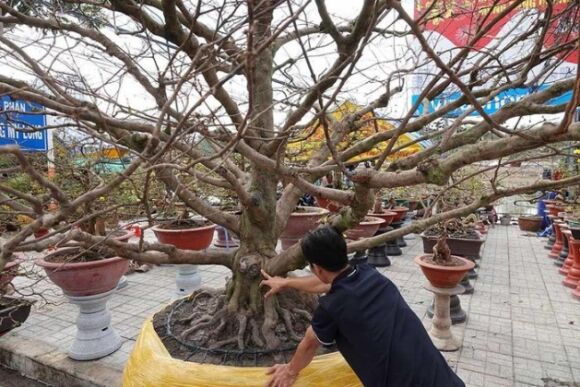 4 Noi Nhat Mien Tay Cay Mai 100 Tuoi Cao Hon 5m Het Gia 7 Ty Dong