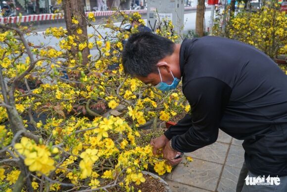 5 Mai Tet O Ha Noi Chua Nam Nao Vang Khach Nhu Nam Nay Nguoi Ban Lo Lo