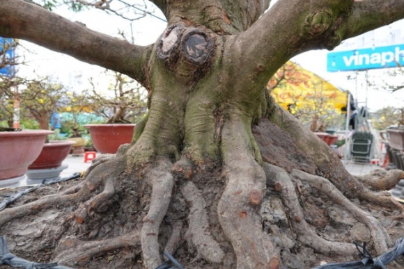 5 Noi Nhat Mien Tay Cay Mai 100 Tuoi Cao Hon 5m Het Gia 7 Ty Dong