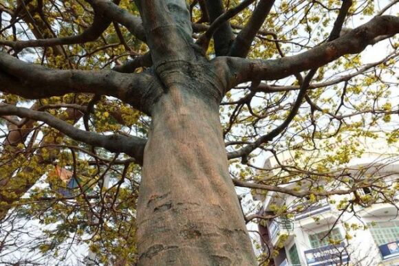 6 Noi Nhat Mien Tay Cay Mai 100 Tuoi Cao Hon 5m Het Gia 7 Ty Dong