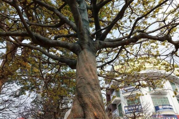 7 Noi Nhat Mien Tay Cay Mai 100 Tuoi Cao Hon 5m Het Gia 7 Ty Dong