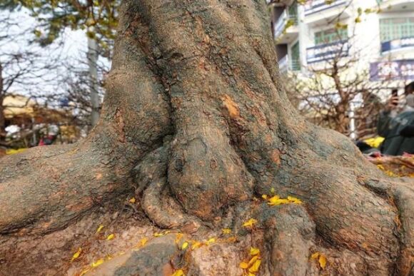 8 Noi Nhat Mien Tay Cay Mai 100 Tuoi Cao Hon 5m Het Gia 7 Ty Dong