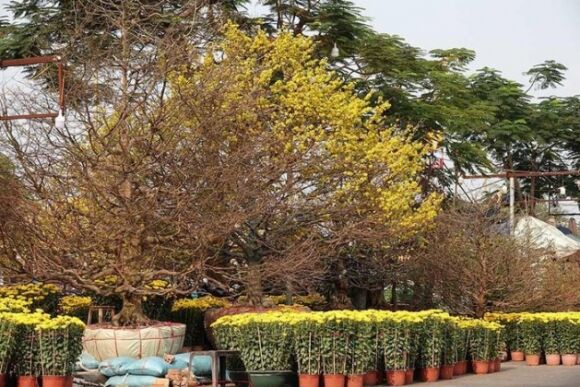 9 Noi Nhat Mien Tay Cay Mai 100 Tuoi Cao Hon 5m Het Gia 7 Ty Dong