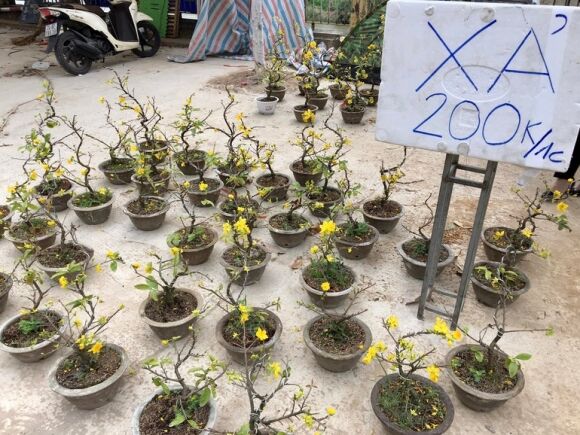 1 Cho Hoa Xuan Chay Lan Ho Diep Dao Quat Dai Ha Gia