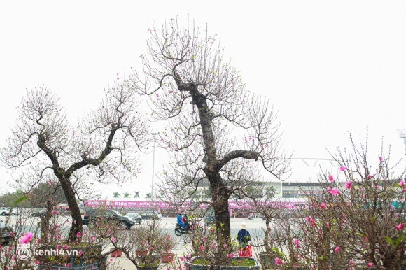 2 Ha Noi Tieu Thuong Giam Nua Gia Nhung Goc Dao Khung Ngay Can Tet Khach Van Ngo Lo