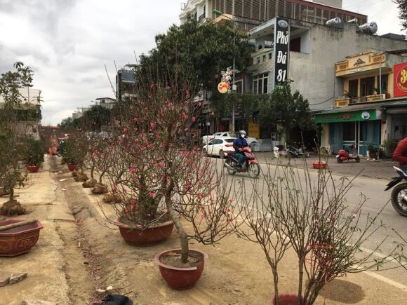 3 Cho Hoa Xuan Chay Lan Ho Diep Dao Quat Dai Ha Gia