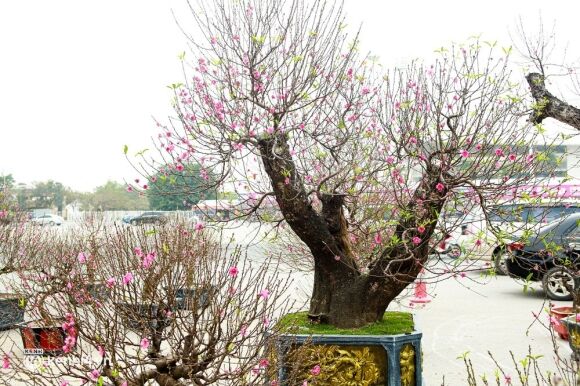 3 Ha Noi Tieu Thuong Giam Nua Gia Nhung Goc Dao Khung Ngay Can Tet Khach Van Ngo Lo