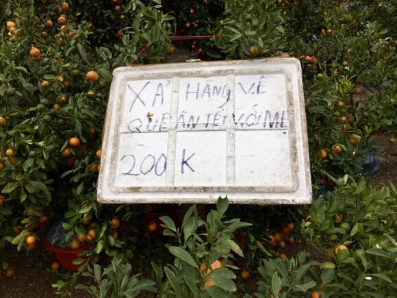 4 Cho Hoa Xuan Chay Lan Ho Diep Dao Quat Dai Ha Gia