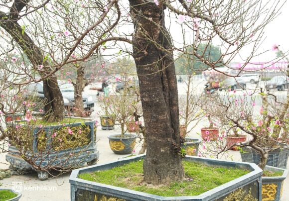 4 Ha Noi Tieu Thuong Giam Nua Gia Nhung Goc Dao Khung Ngay Can Tet Khach Van Ngo Lo