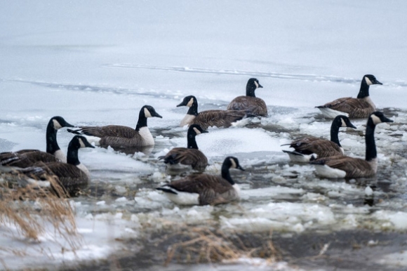 4 Mien Dong Nuoc My Ngap Trong Bao Bom Tuyet