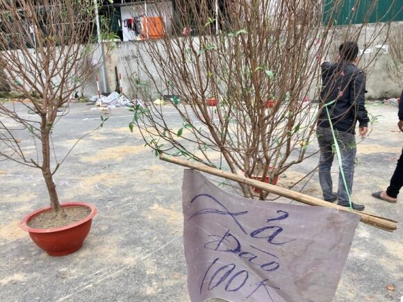 5 Cho Hoa Xuan Chay Lan Ho Diep Dao Quat Dai Ha Gia