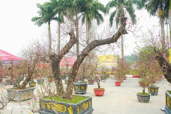 5 Ha Noi Tieu Thuong Giam Nua Gia Nhung Goc Dao Khung Ngay Can Tet Khach Van Ngo Lo