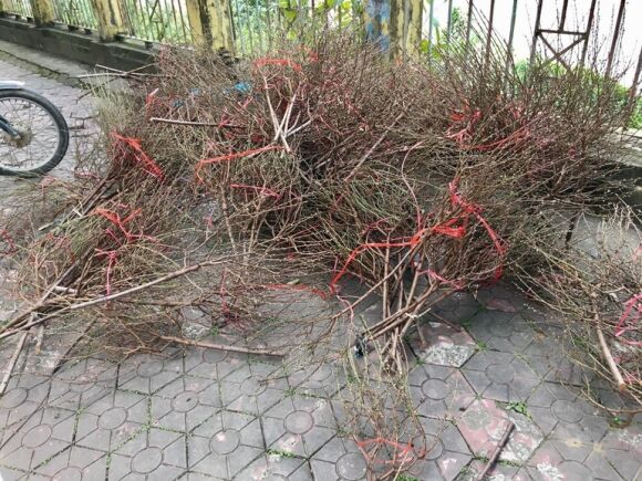 6 Cho Hoa Xuan Chay Lan Ho Diep Dao Quat Dai Ha Gia