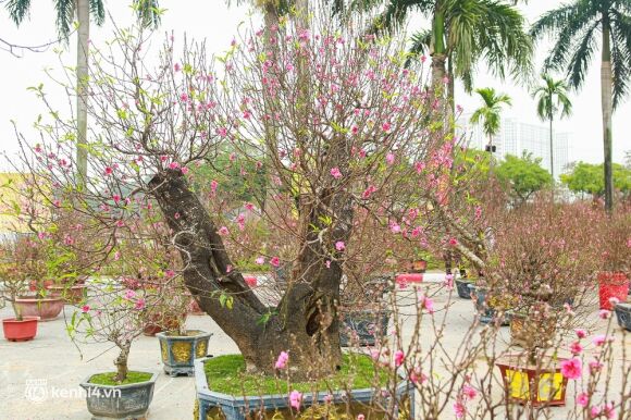 6 Ha Noi Tieu Thuong Giam Nua Gia Nhung Goc Dao Khung Ngay Can Tet Khach Van Ngo Lo