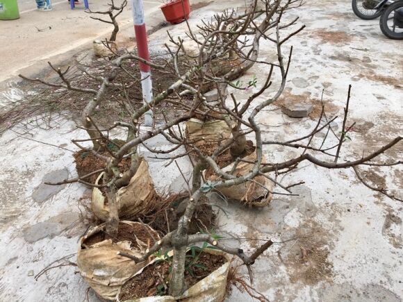 7 Cho Hoa Xuan Chay Lan Ho Diep Dao Quat Dai Ha Gia