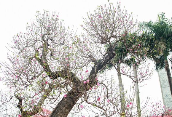 7 Ha Noi Tieu Thuong Giam Nua Gia Nhung Goc Dao Khung Ngay Can Tet Khach Van Ngo Lo