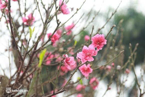 9 Ha Noi Tieu Thuong Giam Nua Gia Nhung Goc Dao Khung Ngay Can Tet Khach Van Ngo Lo