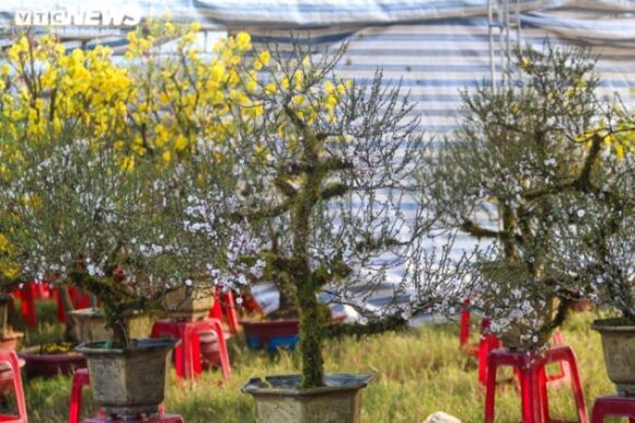 10 Ngam Nhung Cu Mai Duoc Het Gia Tram Trieu Don Tet Nham Dan