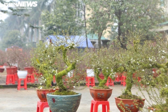 11 Ngam Nhung Cu Mai Duoc Het Gia Tram Trieu Don Tet Nham Dan